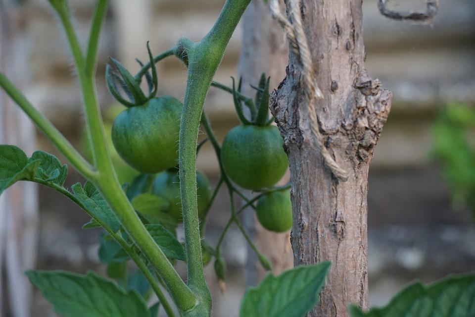 Как подготовить семена помидор к посадке?
