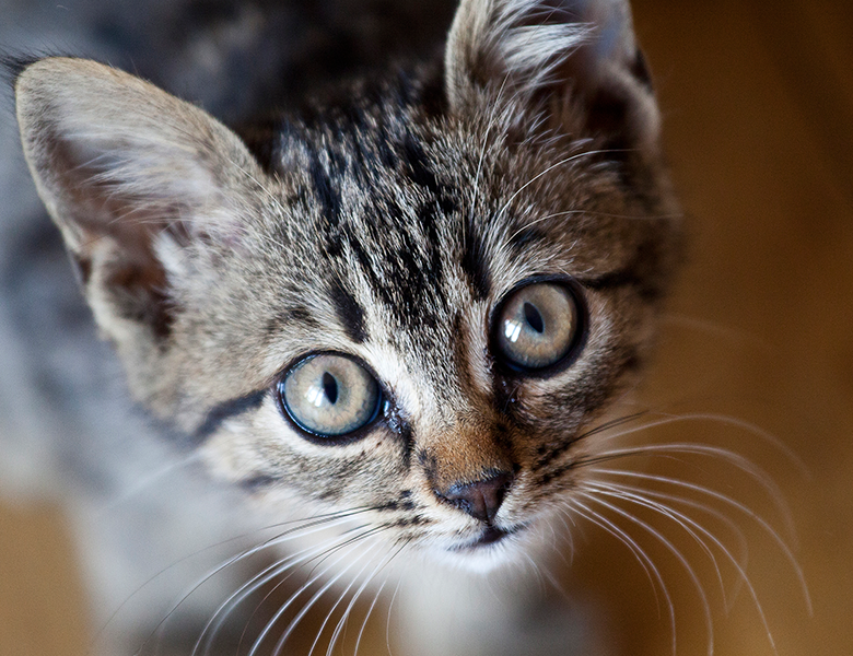 6 наиболее распространенных проблем с мочеиспусканием у котов