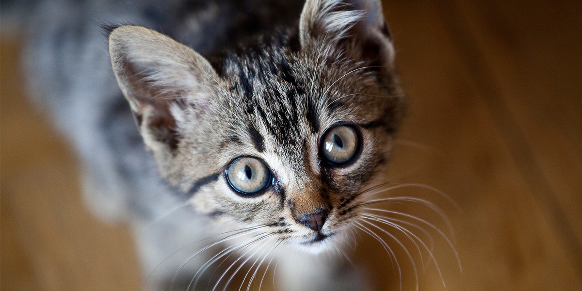 6 наиболее распространенных проблем с мочеиспусканием у котов